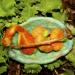 Accessory - Fabric: Felted Twig Baskets