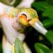 Anciennan: Nikki the Rose Coast Hummingbird
