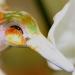 Anciennan: Nikki the Rose Coast Hummingbird