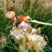 Hare for All Seasons: Aloysius Aster the Harvest Hare - Honorary Friend of The Whimbles