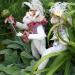 Hare for All Seasons: Darcy Delphinium the Spring Hare - Honorary Friend of The Whimbles