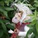 Hare for All Seasons: Darcy Delphinium the Spring Hare - Honorary Friend of The Whimbles