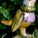 Hillside Whimble Companion: Brill the Tiny House Wren from The Hillside, Lumenesia