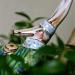 Orchid Whimble: Sasha from The Grasslands, Lumenesia