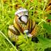 Woodland Whimble: Manning from The Woodlands