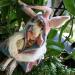 Rabbit: Bostwick the Rabbit Scribe - Honorary Friend of The Whimbles