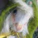 Rabbit: Bostwick the Rabbit Scribe - Honorary Friend of The Whimbles