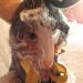 Rabbit: Bostwick the Rabbit Scribe - Honorary Friend of The Whimbles