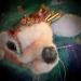 2016: Dimensional Work - Hazel Rainbow Hedgehog from The Penstemon Farm Collection - Artist's Collection
