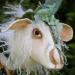 Lamb: The Extraordinary Lamb - Honorary Friend of The Whimbles