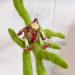 Figure - Ceramic; Fabric; Embellishment:  Stafford the Tiny Tree Frog