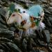 Lamb: The Extraordinary Lamb - Honorary Friend of The Whimbles