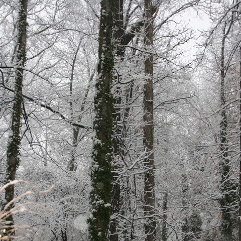 Snowflakes Under Glass
